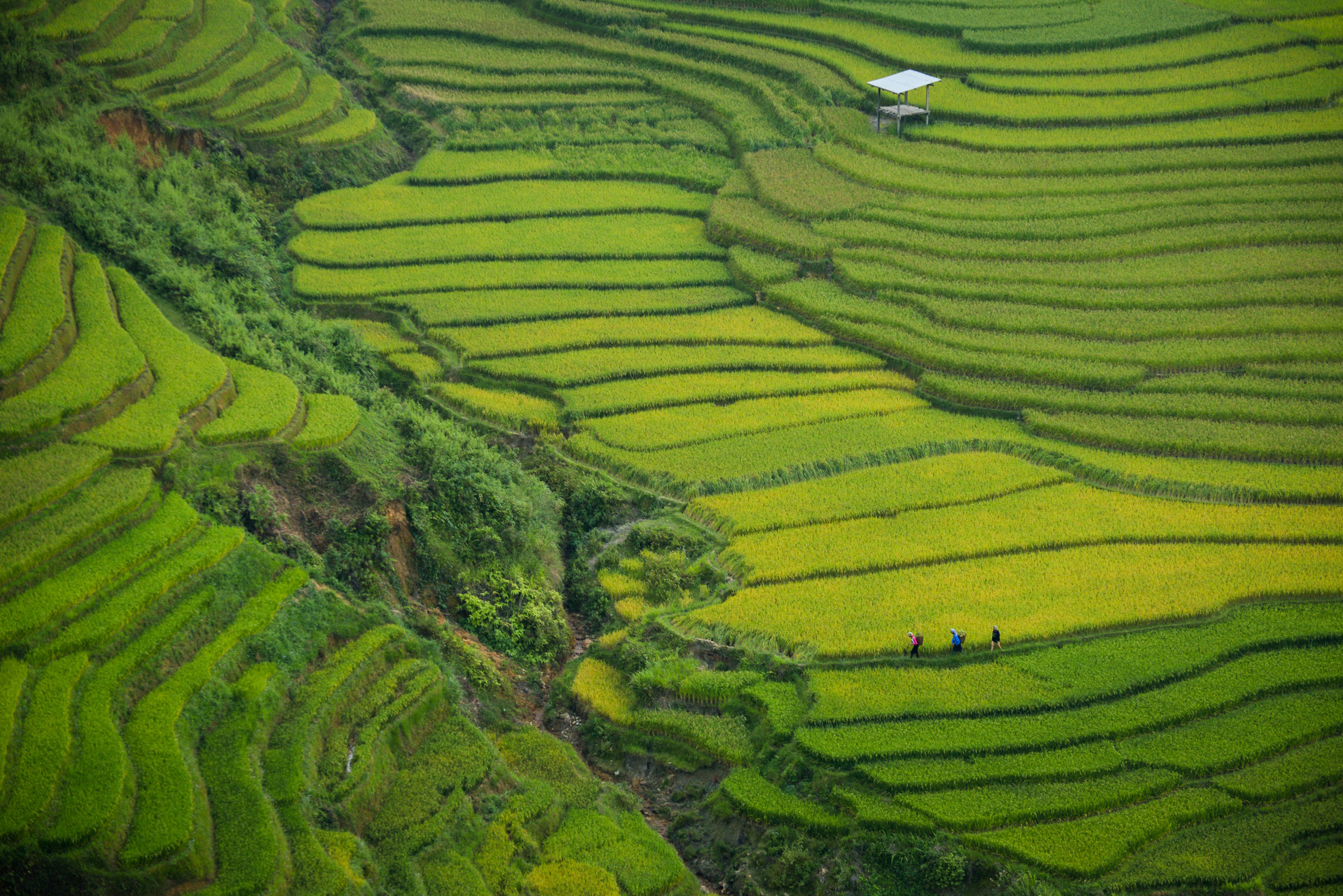 Lush green agricultural field